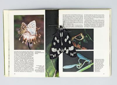 untitled (butterflies), collage in book (pop up/assisted readymade)