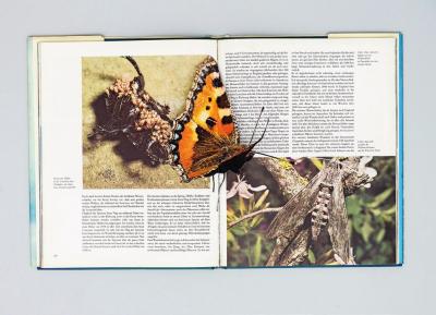 untitled (butterflies), collage in book (pop up/assisted readymade)